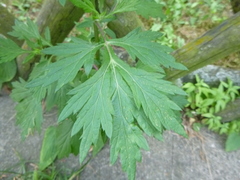 Artemisia vulgaris