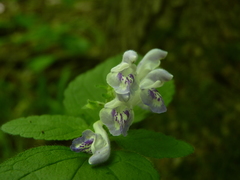 Scutellaria serrata