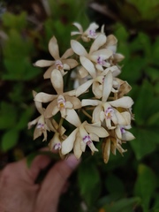 Epidendrum patens