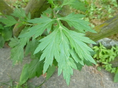 Artemisia vulgaris