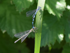 Coenagrion mercuriale