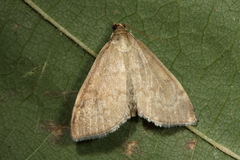 Anania fuscalis