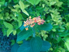 Lantana camara