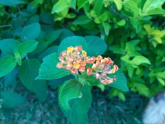 Lantana camara
