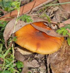 Pholiota communis