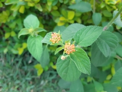 Lantana camara
