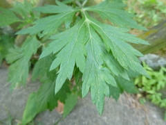 Artemisia vulgaris