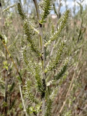 Salix