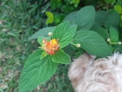 Lantana camara