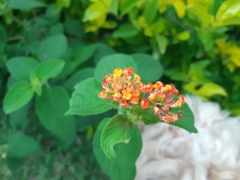 Lantana camara