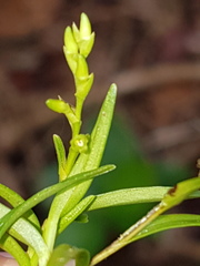 Epidendrum miserrimum