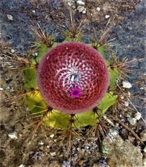 Melocactus ernestii