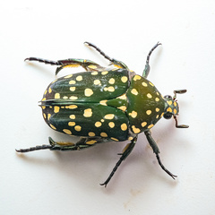 Protaetia niveoguttata