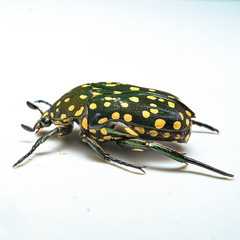 Protaetia niveoguttata