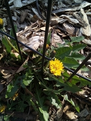 Taraxacum officinale