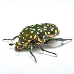 Protaetia niveoguttata