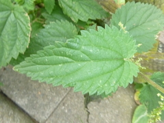 Urtica dioica
