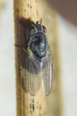 Leucopina