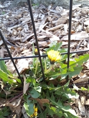 Taraxacum officinale