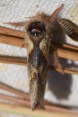 Phymatopus hectoides