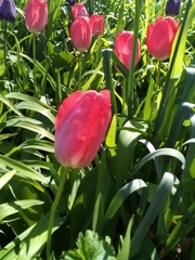 Tulipa