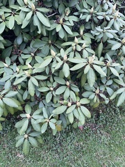 Rhododendron
