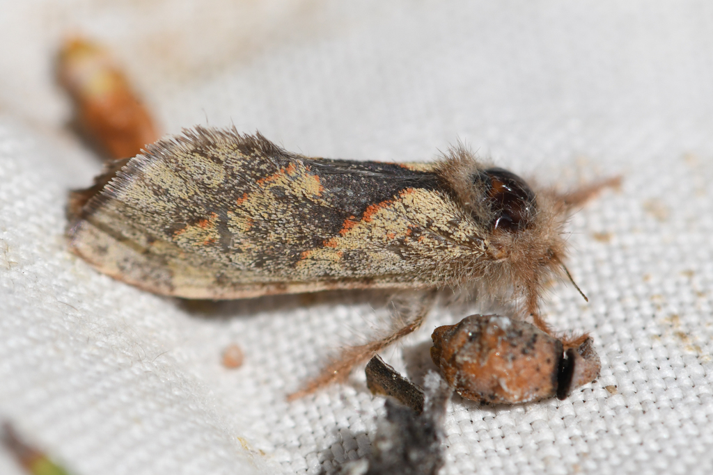 Orange-Lined Ghost Moth