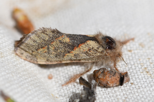 Orange-Lined Ghost Moth