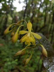 Epidendrum mutelianum