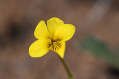 Viola pinetorum