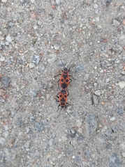 Pyrrhocoris apterus