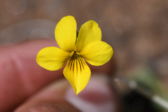 Viola pinetorum