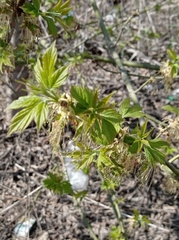 Acer negundo