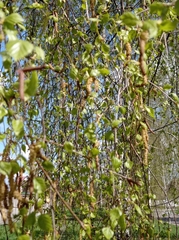 Betula pendula