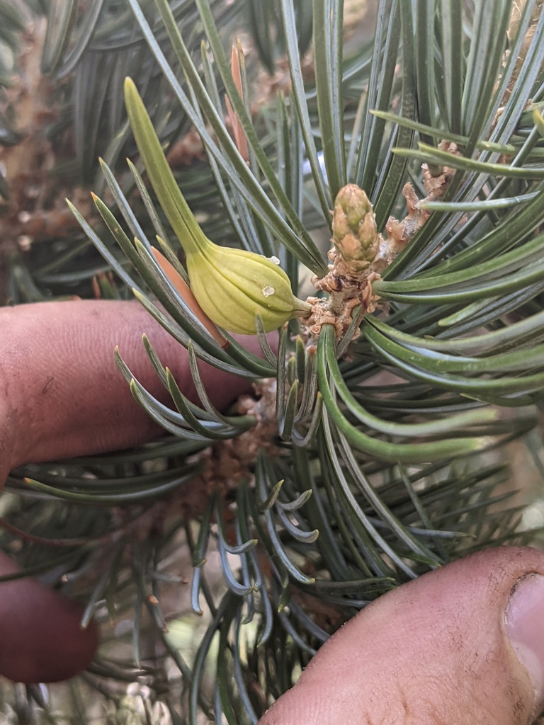 Pinyon Spindlegall Midge