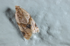 Clepsis peritana image