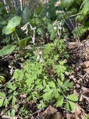 Corydalis glaucescens