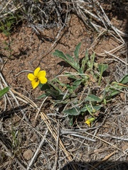 Viola pinetorum