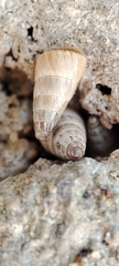 Cochlicella acuta