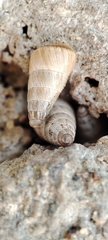 Cochlicella acuta