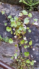 Cymbalaria muralis