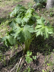 Aconitum leucostomum