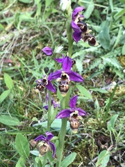 Ophrys scolopax