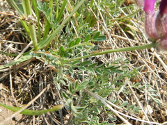 Astragalus vesicarius