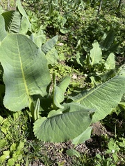 Ligularia heterophylla