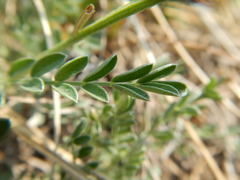 Astragalus vesicarius