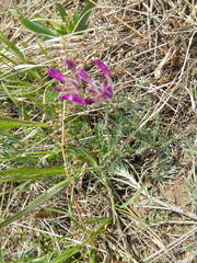 Astragalus vesicarius