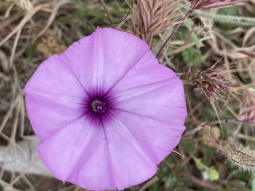 Mallow Bindweed