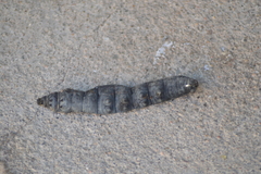Lepidoptera