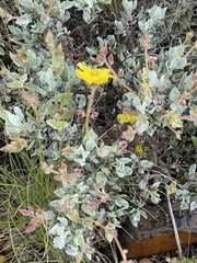 Cistus atriplicifolius